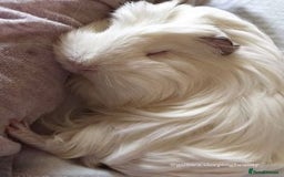 Guinea Pig rodents for sale: GUNIEA PIG URGENTLY NEED HOME - Image 2