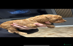 Cockapoo dogs for sale: Beautiful deep red f1b cockapoos  - Image 9