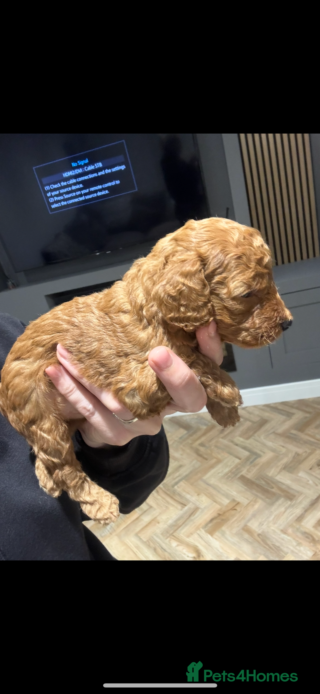 Cockapoo dogs for sale: Beautiful deep red f1b cockapoos  - Image 9