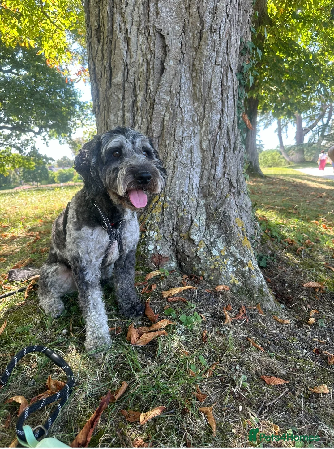 Cockapoo dogs for stud: Merle F1 Cockapoo (Proven) for stud in Penrith - Advert 4