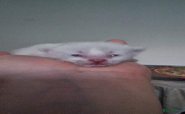 Siamese cats - Advert 1