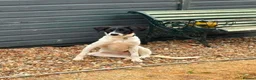 Mixed Breed dogs for adoption: Bruna - Hempnall Norfolk  in Norwich - Advert 1