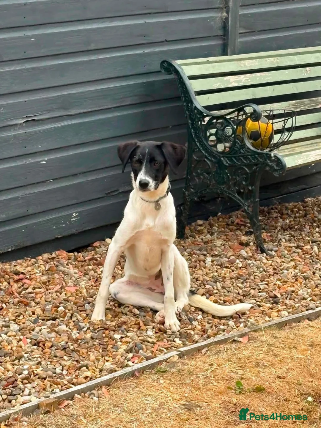 Mixed Breed dogs for adoption: Bruna - Hempnall Norfolk  in Norwich - Advert 1