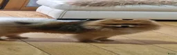 Pomeranian dogs for sale: PACO - Beautiful Pomeranian Boy - Advert 40