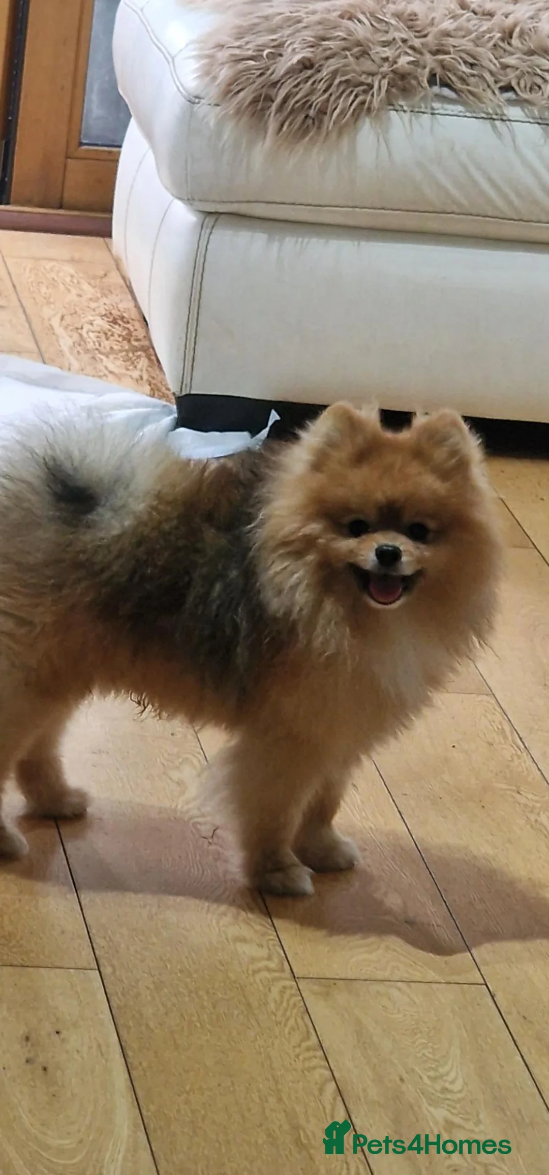 Pomeranian dogs for sale: PACO - Beautiful Pomeranian Boy - Advert 40