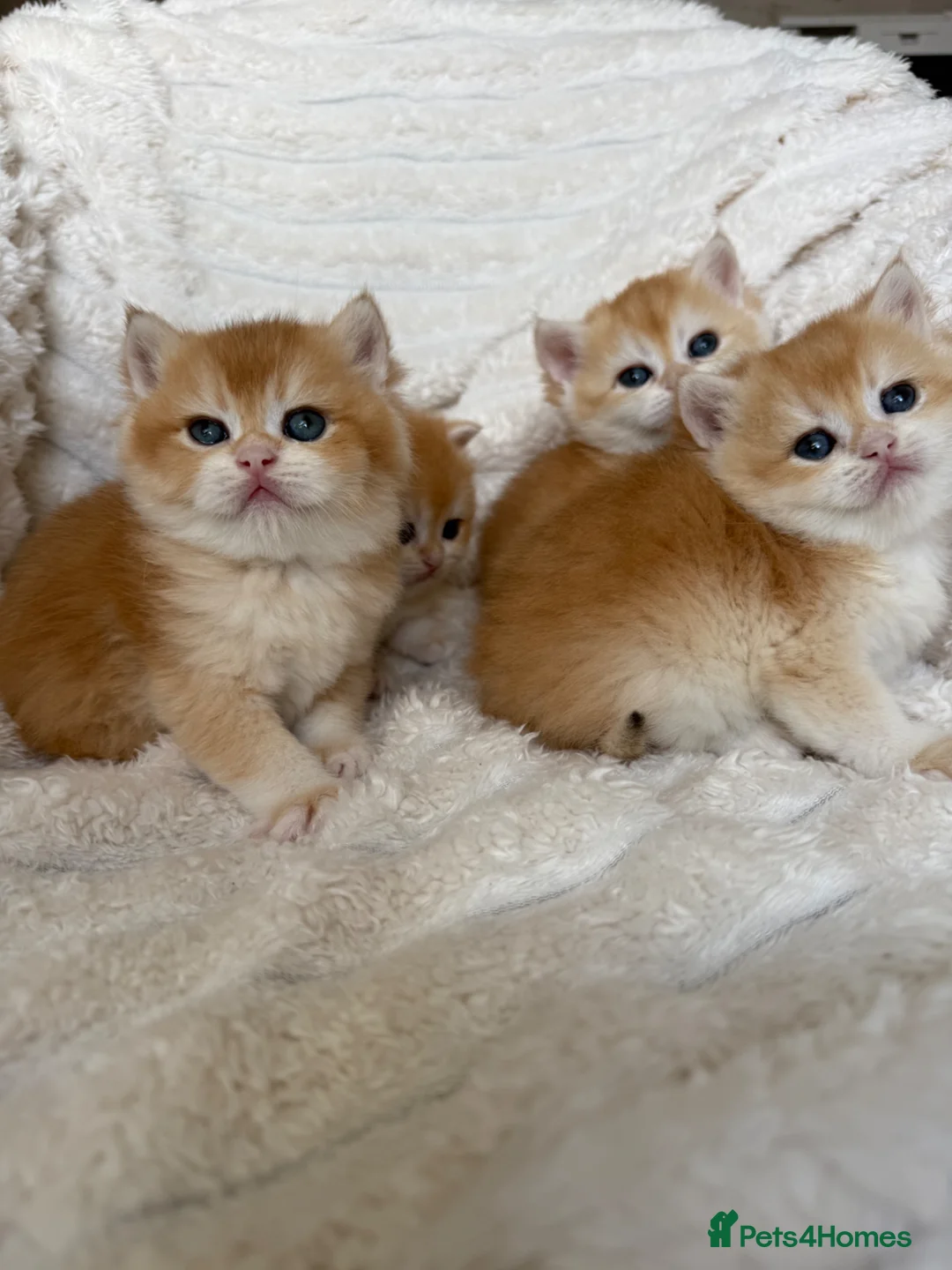 British Shorthair cats for sale: 🧡 Exceptional golden British shorthair kittens 🧡 - Advert 1