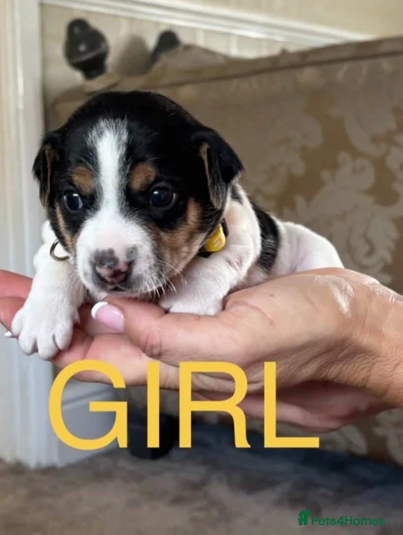 Jack Russell dogs Miniature jack Russell’s  - Advert 1