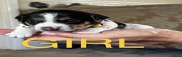 Jack Russell dogs for sale: Miniature jack Russell’s  - Advert 7