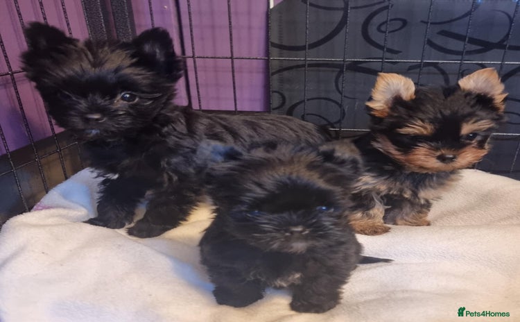 Yorkshire Terrier dogs - Advert 2