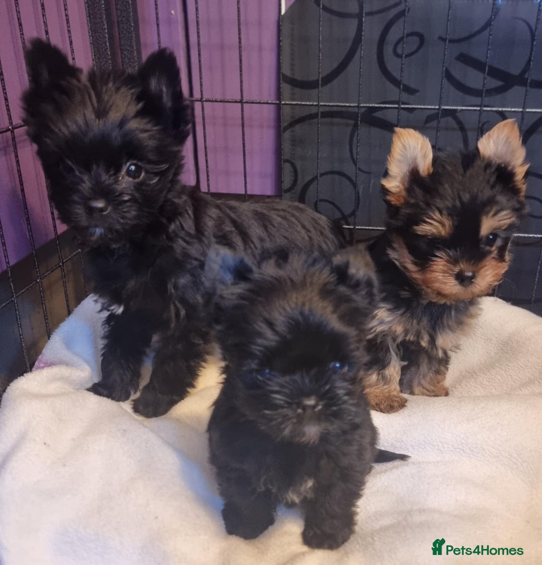 Yorkshire Terrier dogs for sale: Yorkshire Terrier puppies  - Image 2