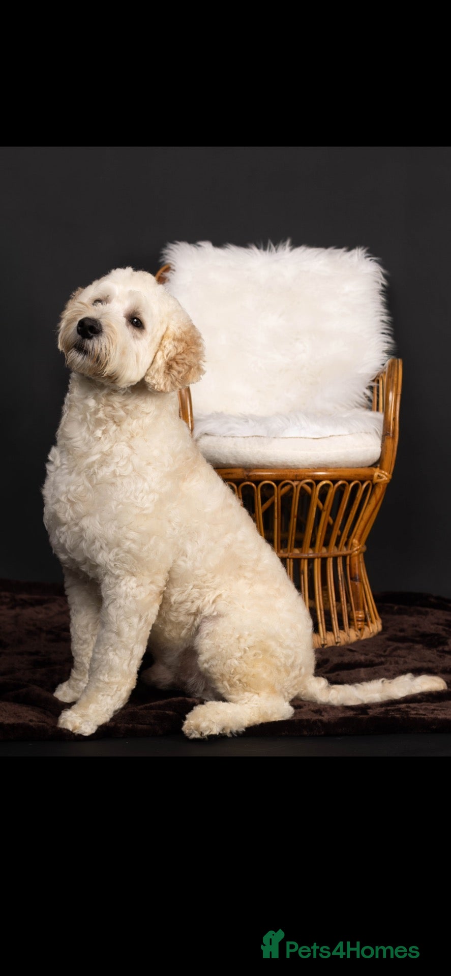 Goldendoodle dogs Goldendoodle stud Freddie - Advert 17