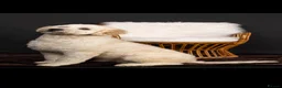 Goldendoodle dogs for stud: Goldendoodle stud Freddie - Advert 1