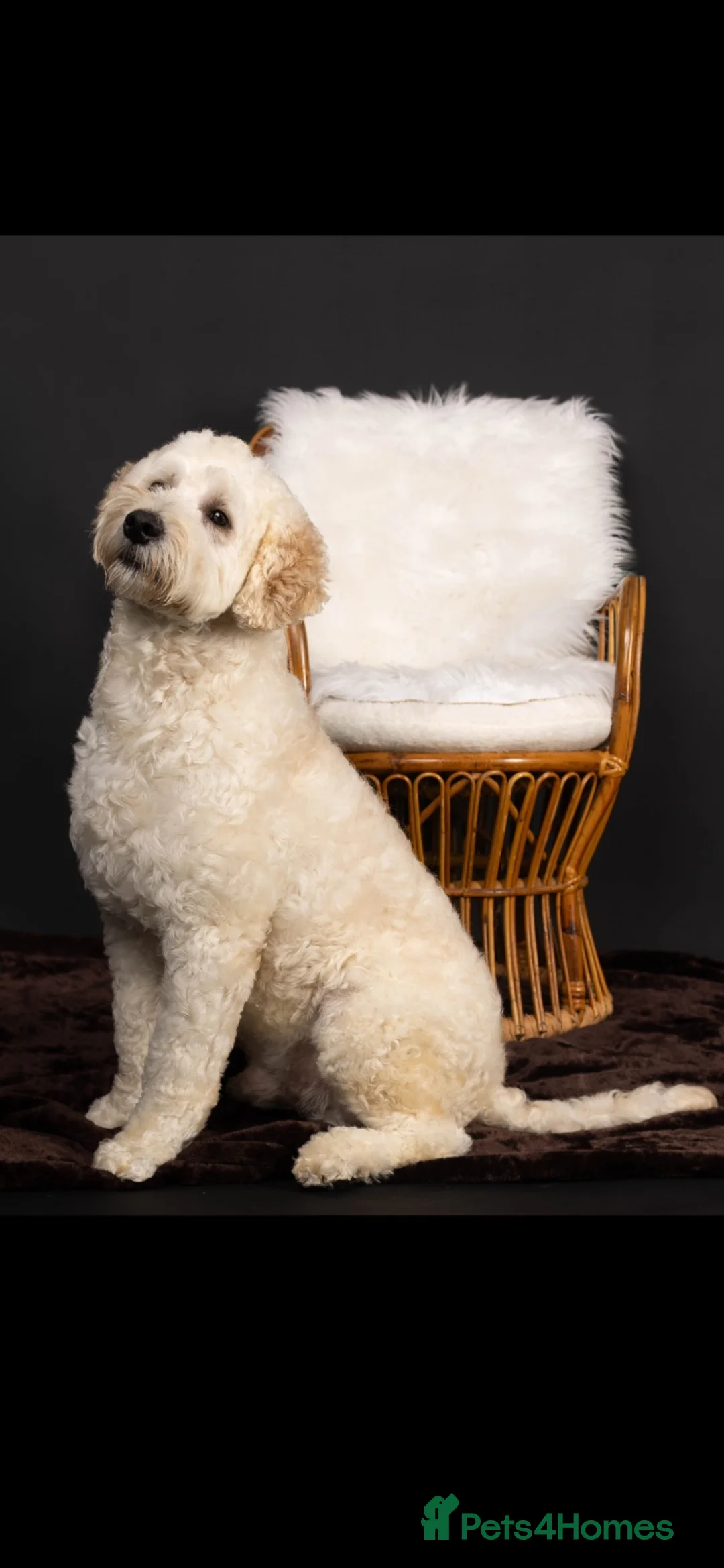Goldendoodle dogs for stud: Goldendoodle stud Freddie - Advert 1