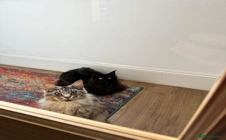 Maine Coon cats - Advert 13