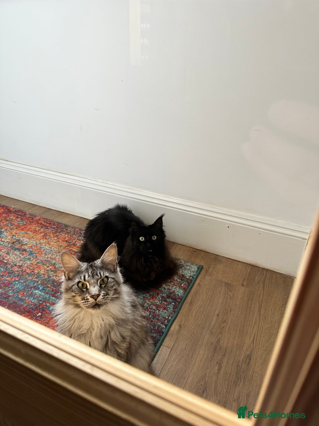 Maine Coon cats for sale: Maine Coon’s looking for new home - Image 1