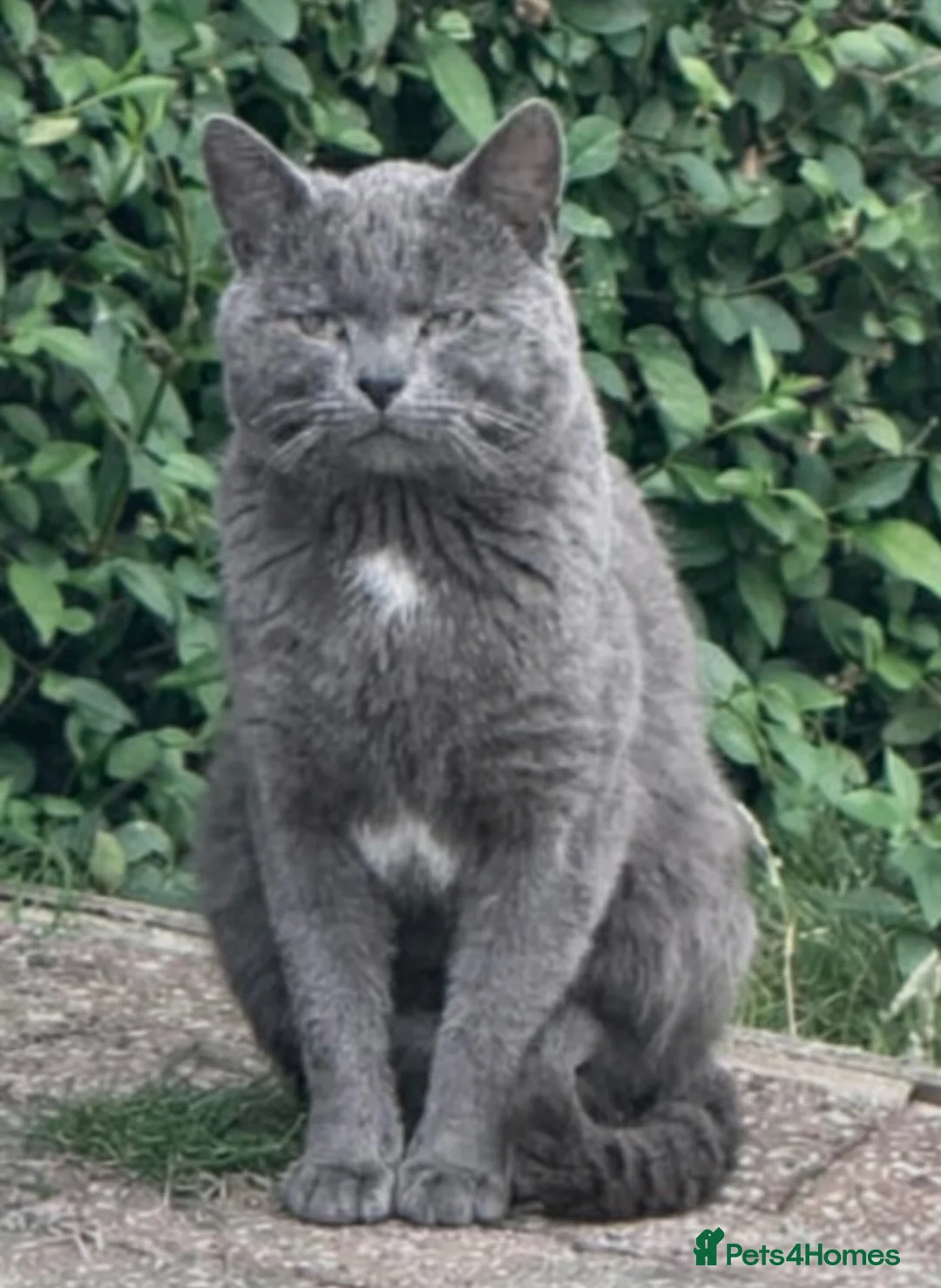 British Shorthair cats for sale: Beautiful British Shorthair & Siamese Kittens  - Advert 2