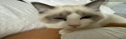 Ragdoll cats for sale: Ragdoll mix shorthair  - Advert 18