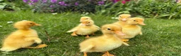 Ducks poultry for sale: Indian runner ducklings - Advert 5