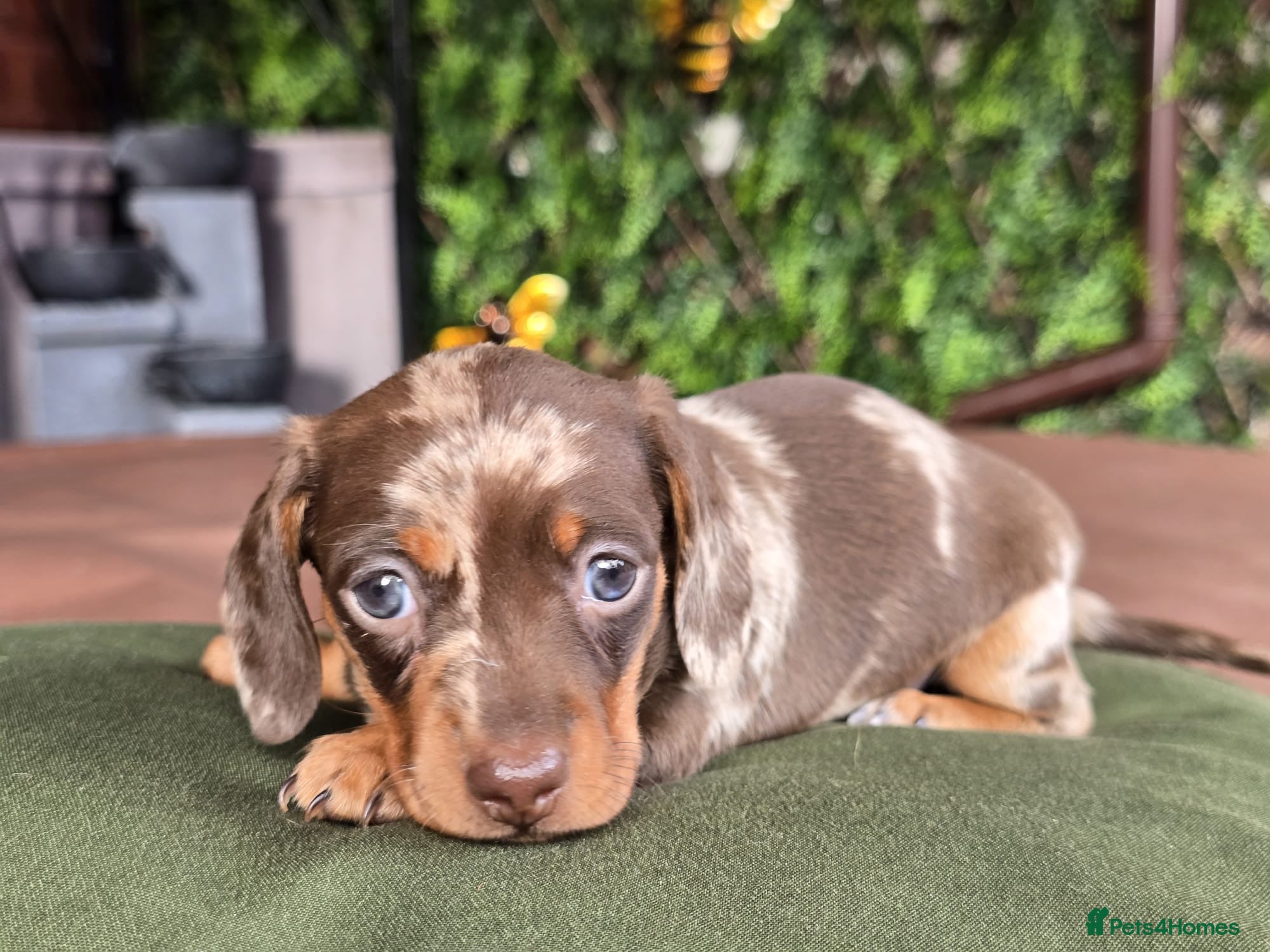 Miniature Dachshund dogs Health tested miniature Dachshund baby girls - Advert 1