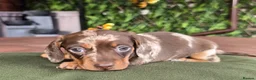 Miniature Dachshund dogs for sale: 1 little choc and tan girl ready to go now  - Advert 8