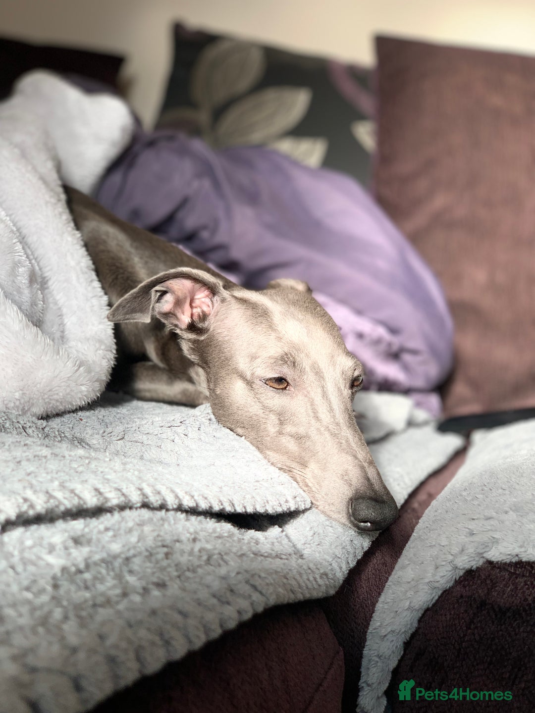 Whippet dogs for sale: Blue Kennel Club Registered Whippet puppies  - Advert 8