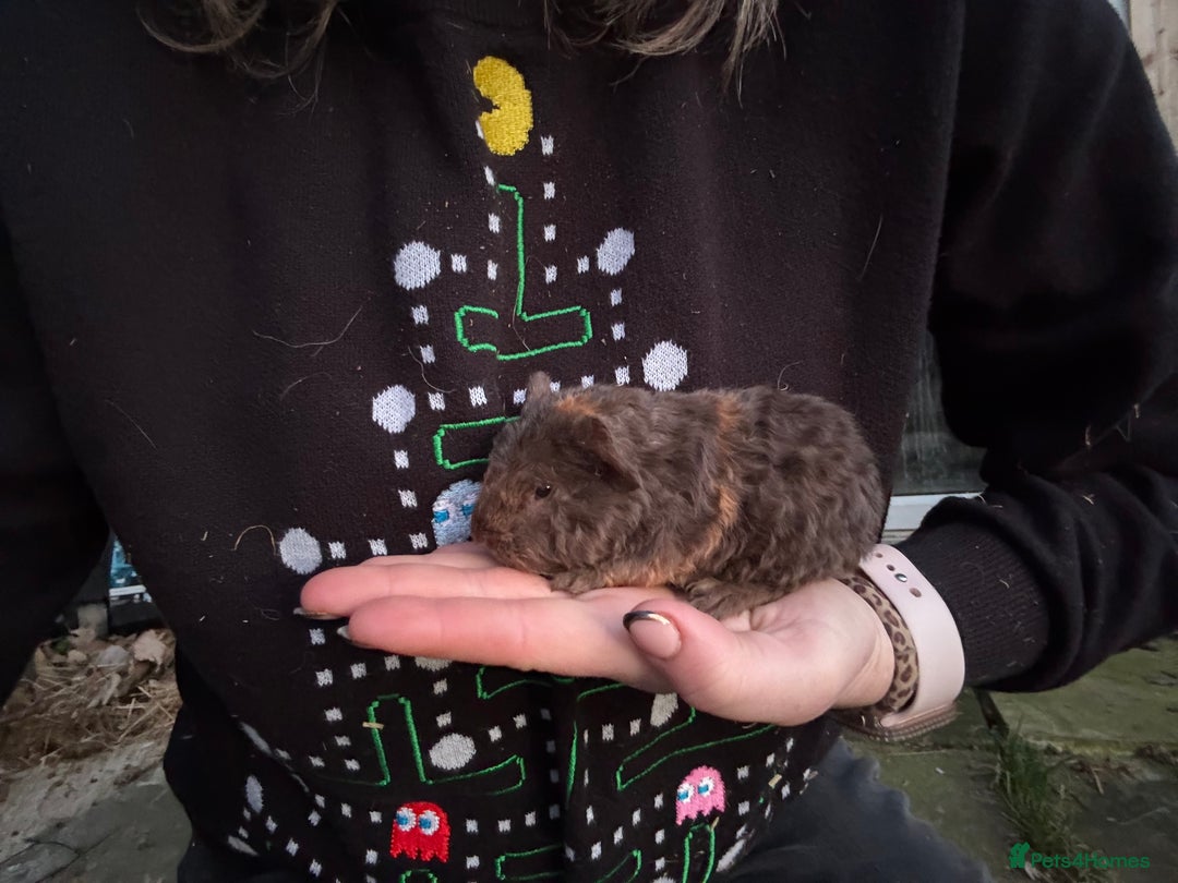 Guinea Pig rodents for sale: 8 boys 2 girls - Advert 5