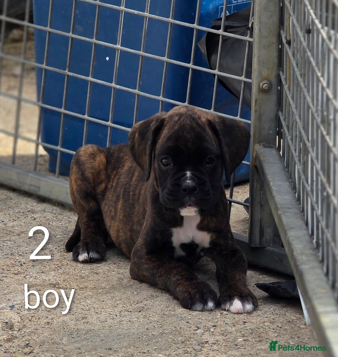Boxer dogs for sale: Boxer pups - Image 3