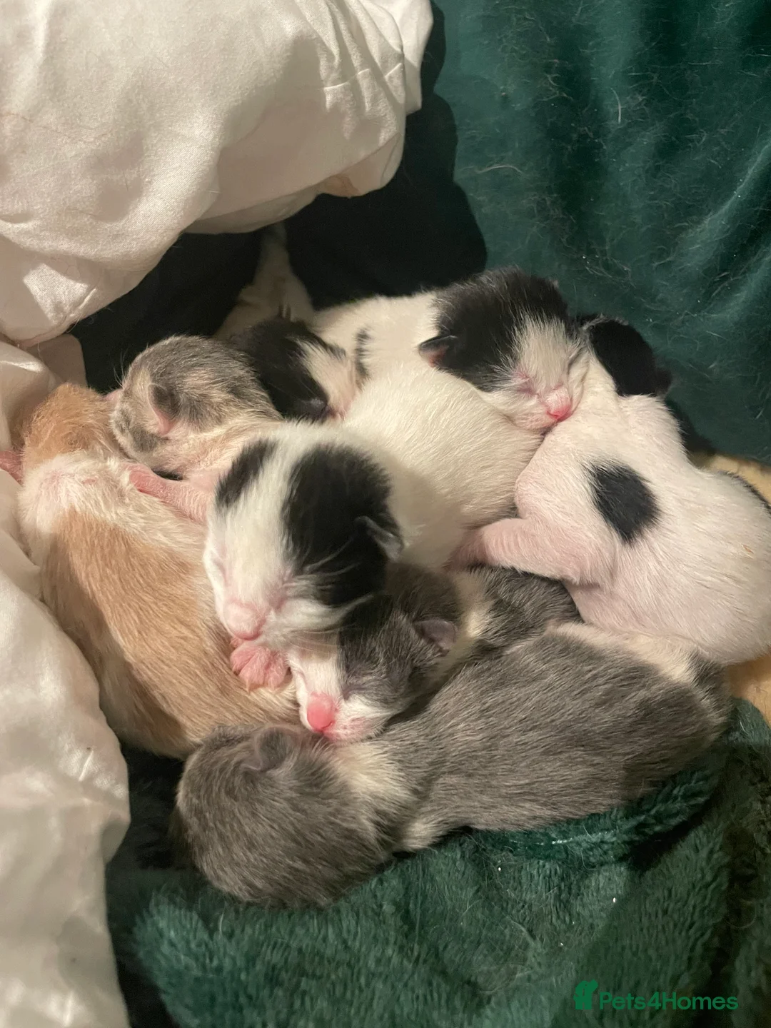 Domestic Shorthair cats for sale: 7 kittens for sale - Advert 1