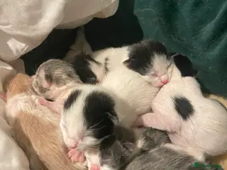 Domestic Shorthair cats 8 kittens for sale - Advert 4