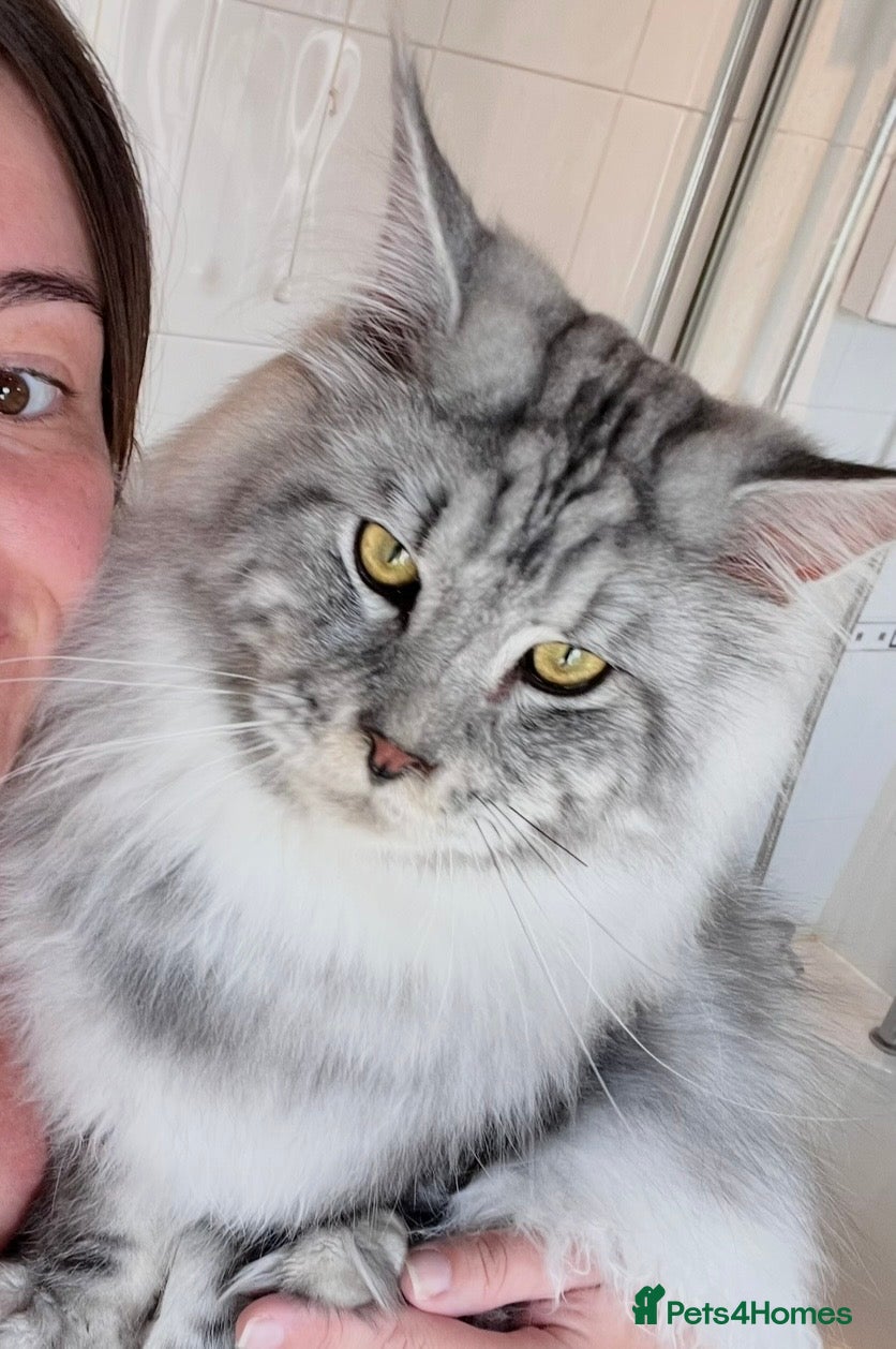Maine Coon cats BEST MC KITTEN 2024 - BLACK SILVER CLASSIC TABBY - Advert 10