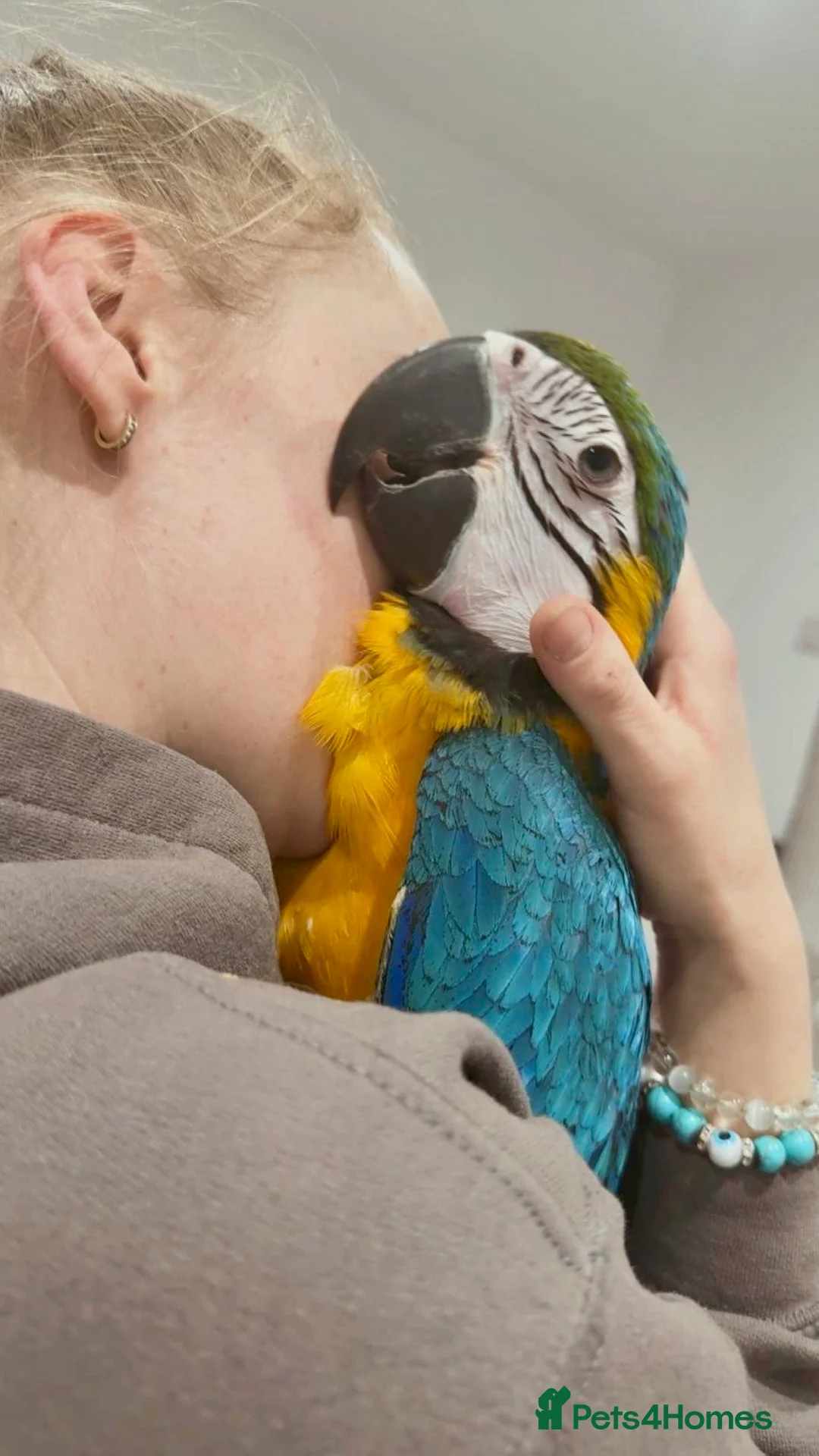 Macaws birds for sale: Baby Hand reared & Hand tamed Blue&Gold Macaw - Advert 3
