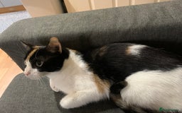 Mixed Breed cats for sale: Amazing girl cat looking for a new forever home - Image 3