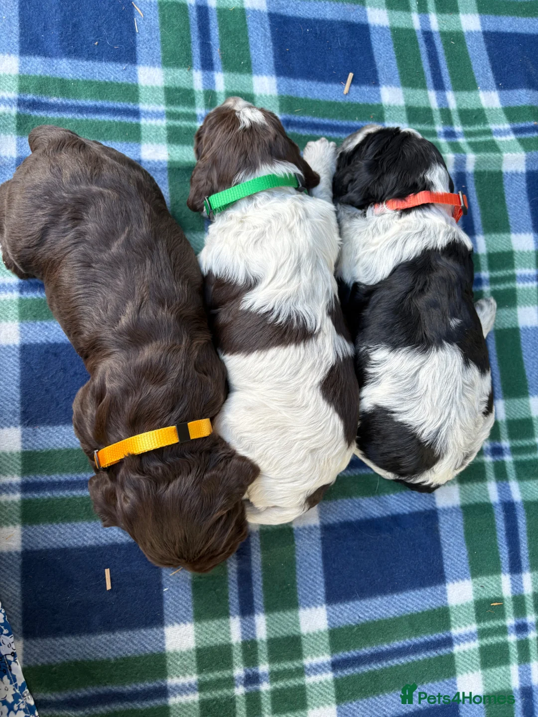 Cocker Spaniel dogs for sale: 3 male cocker spaniels in Monmouth - Advert 2
