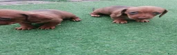 Dachshund dogs for sale: 4 Dachshund Puppies for sale!! - Advert 11