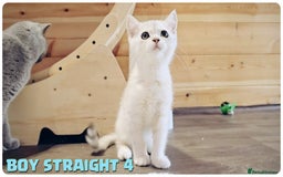 Scottish Fold cats for sale: Scottish Fold Kittens (Delivery  available) - Image 15