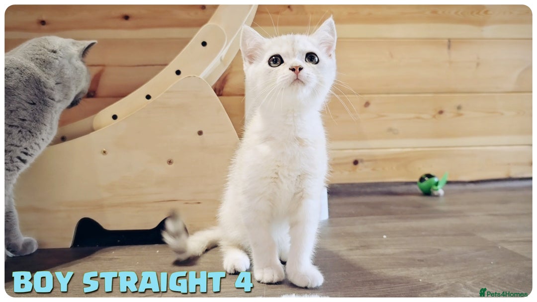 Scottish Fold cats for sale: Scottish Fold Kittens (Delivery  available) - Image 15