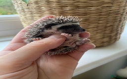 Pygmy Hedgehog rodents for sale: 🎄 Christmas Hoglets | New Litter in the Nest 🦔 - Image 13