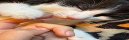 Mixed Breed cats for sale: Beautiful kittens for sale  - Advert 9