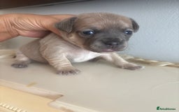 Mixed Breed dogs for sale: French billhuahua - Image 19