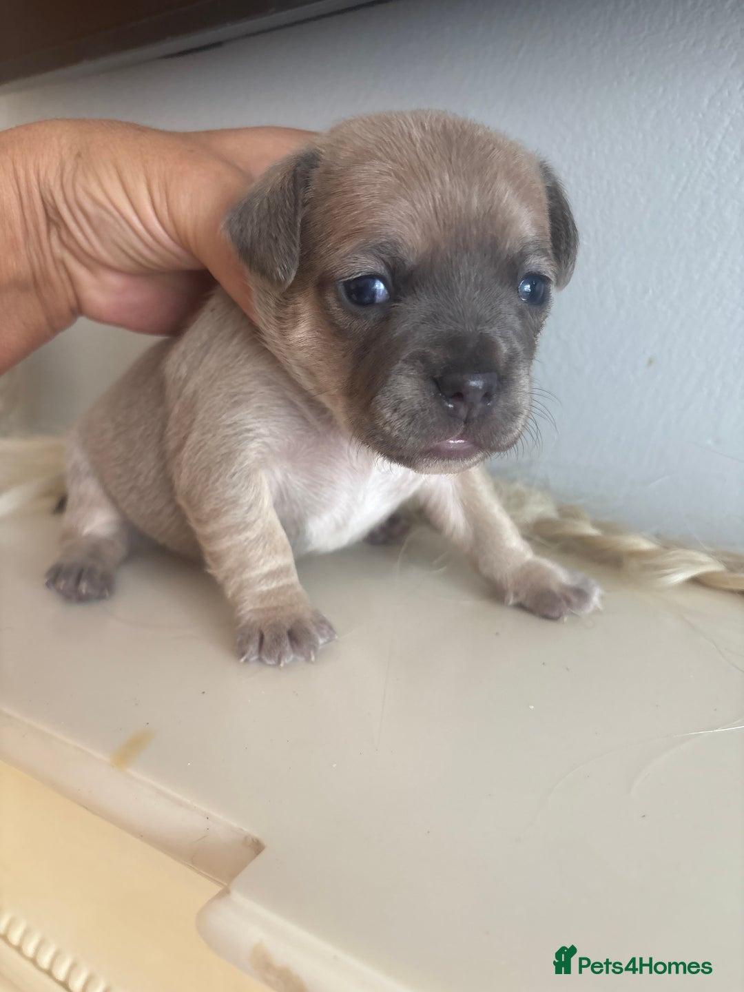Mixed Breed dogs for sale: French billhuahua - Image 19