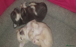 Chihuahua dogs for sale: Gorgeous Tiny Chihuahua Pups - Beautiful Cream Boy - Image 9