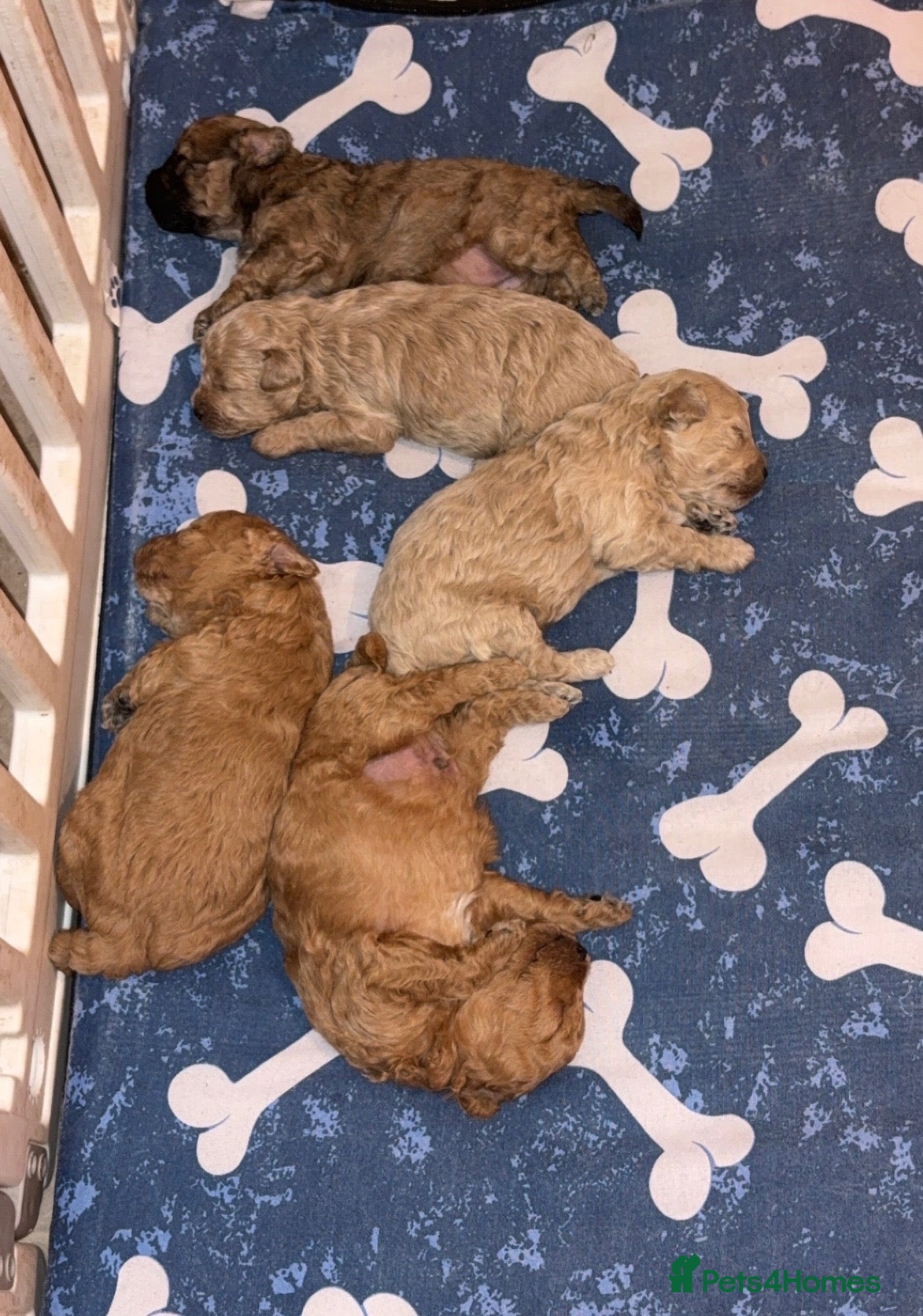 Poochon dogs Tiny adorable poochon/Dad red toy poodle  - Advert 1