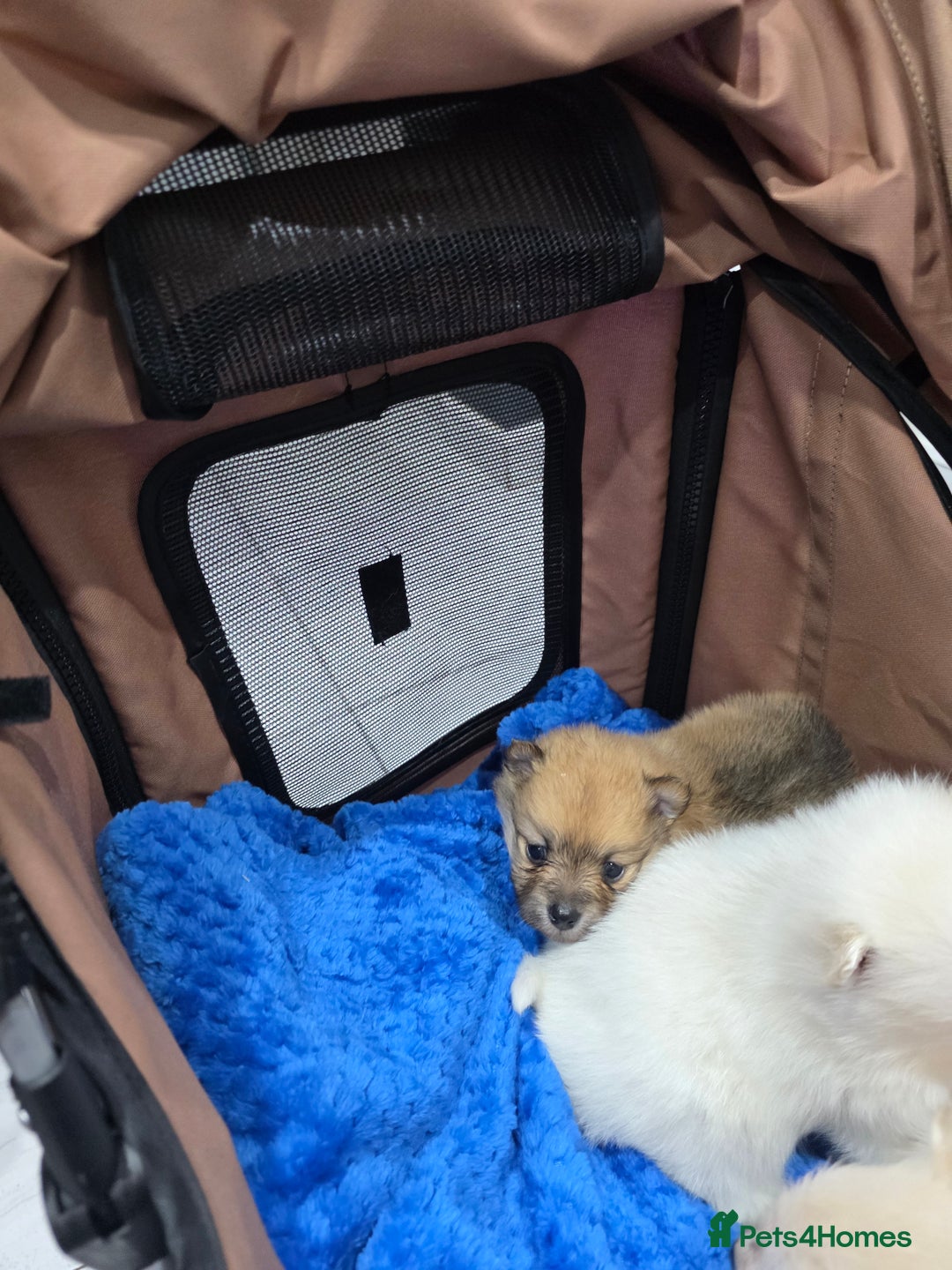 Pomeranian dogs for sale: Fluff balls so cute active pom pups - Advert 8