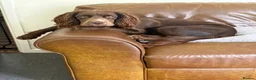 Mixed Breed dogs for sale: Maggie clumber cross sprocker spaniel - Advert 2