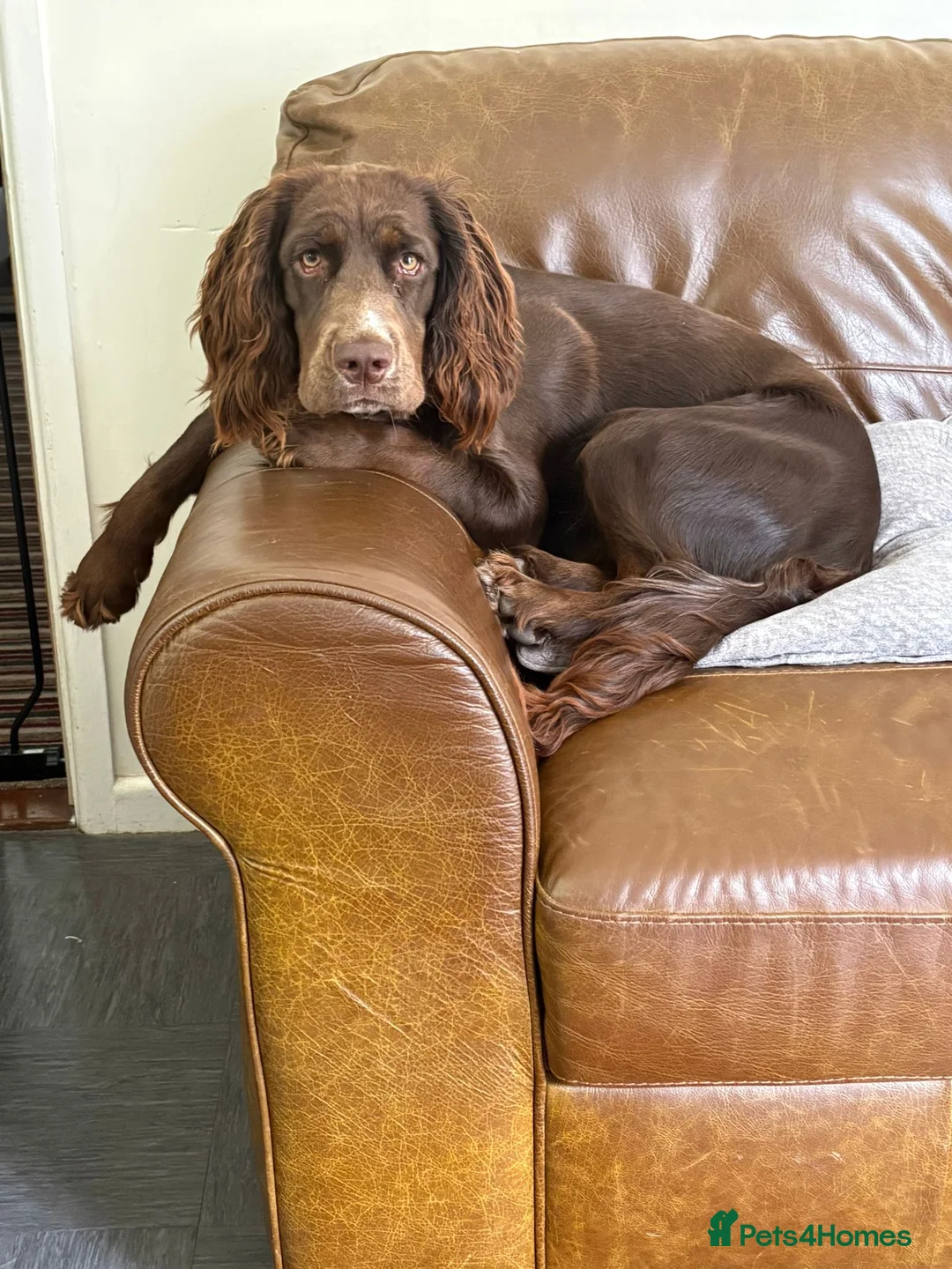 Mixed Breed dogs for sale: Maggie clumber cross sprocker spaniel - Advert 2