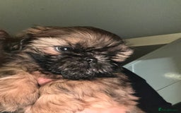 Shih Tzu dogs for sale: Ready to leave- imperial Shih Tzu - Image 9