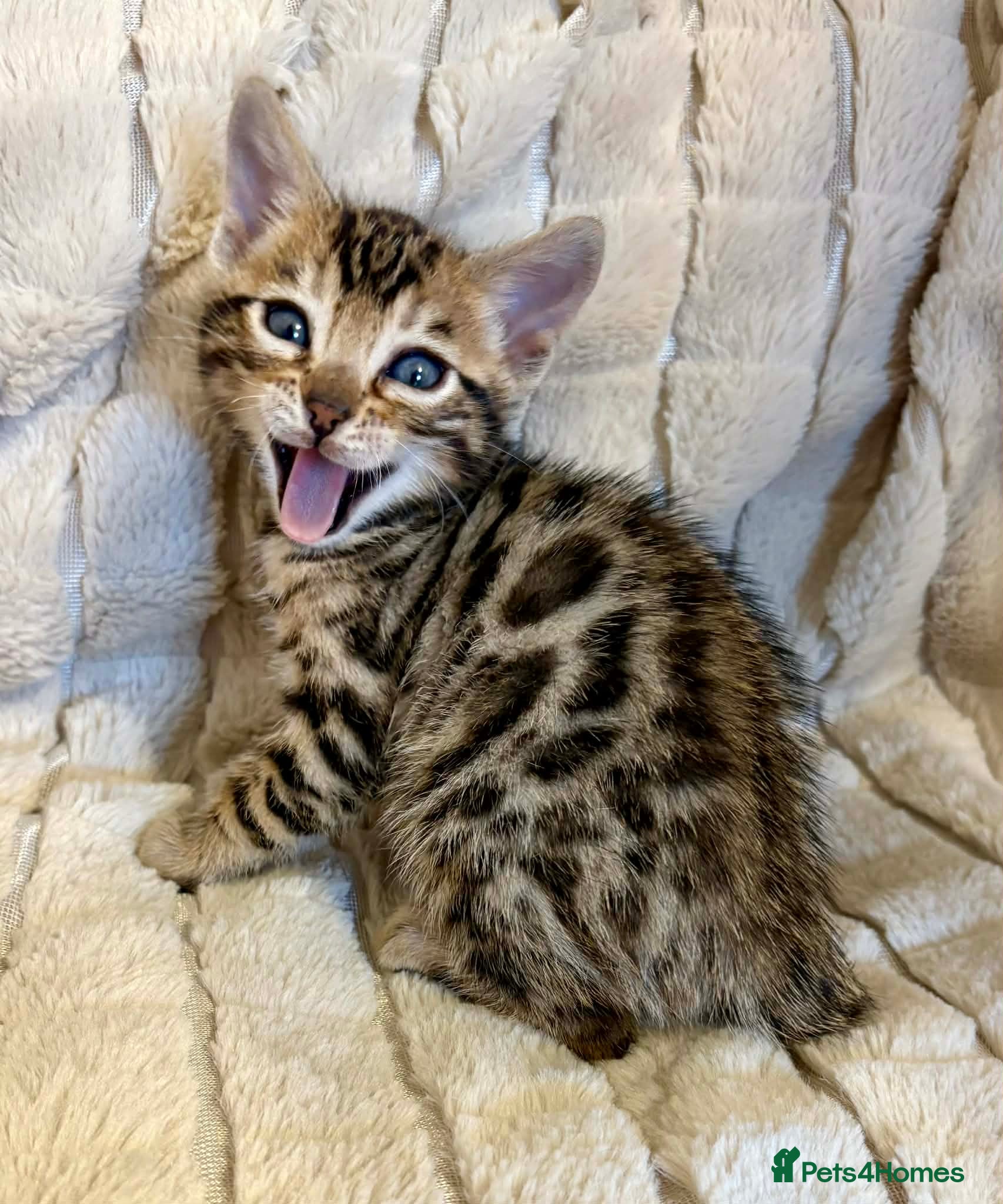 Bengal cats Beautiful Bengal Kittens for sale - Advert 2