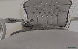 British Shorthair cats for sale: British blue shorthaired male & female kitten - Image 12