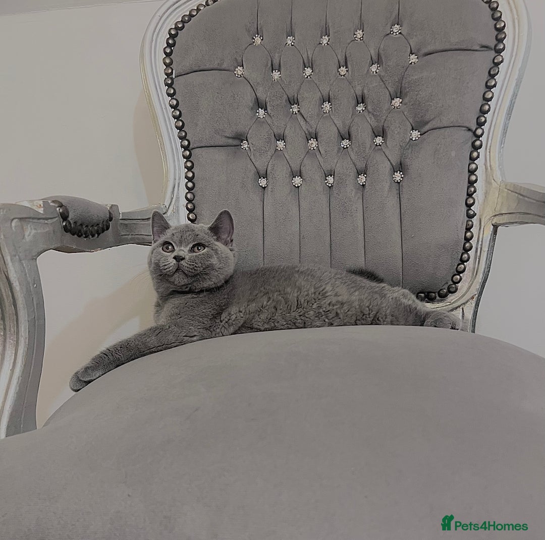 British Shorthair cats for sale: British blue shorthaired male & female kitten - Image 12