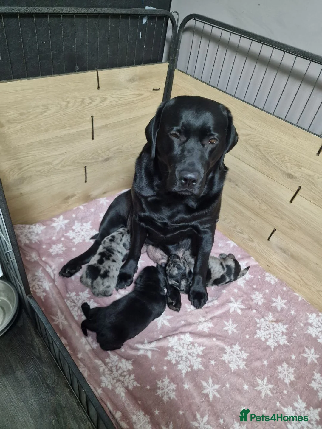 Mixed Breed dogs for sale: Labrador X Miniature Dachund. A happy accident! - Advert 2